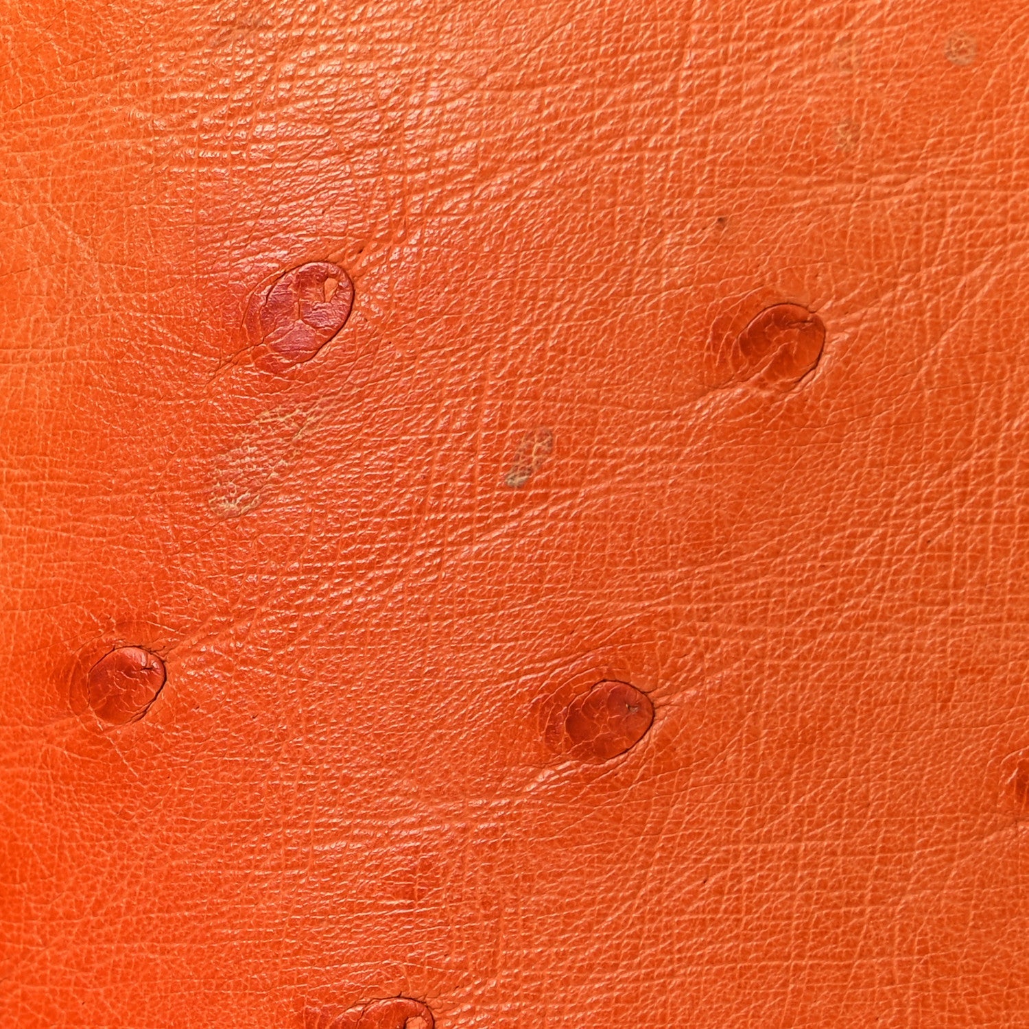 Ostrich Alma BB Piment